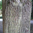 Quercus rubra: Bild 5/8