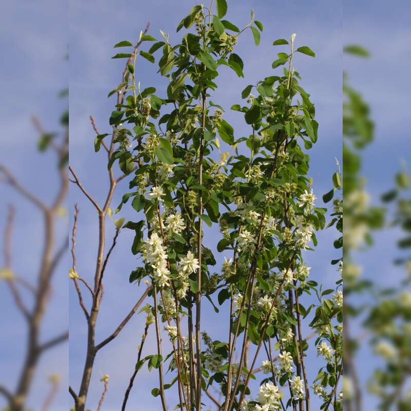 Saulen Felsenbirne Amelanchier Alnifolia Obelisk Weiss