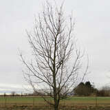 Quercus macranthera - Persische Eiche