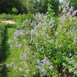 Ceanothus delilianus 'Gloire de Versailles': Bild 6/6