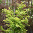 Acer palmatum 'Sangokaku': Bild 3/4
