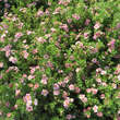 Potentilla frut. 'Pink Paradise': Bild 3/5