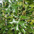 Quercus palustris 'Green Pillar': Bild 2/4