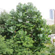 Magnolia macrophylla: Bild 5/6