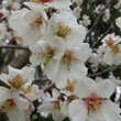 Prunus mume 'Alboplena': Bild 3/4