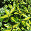 Elaeagnus ebbingei 'Limelight': Bild 4/12