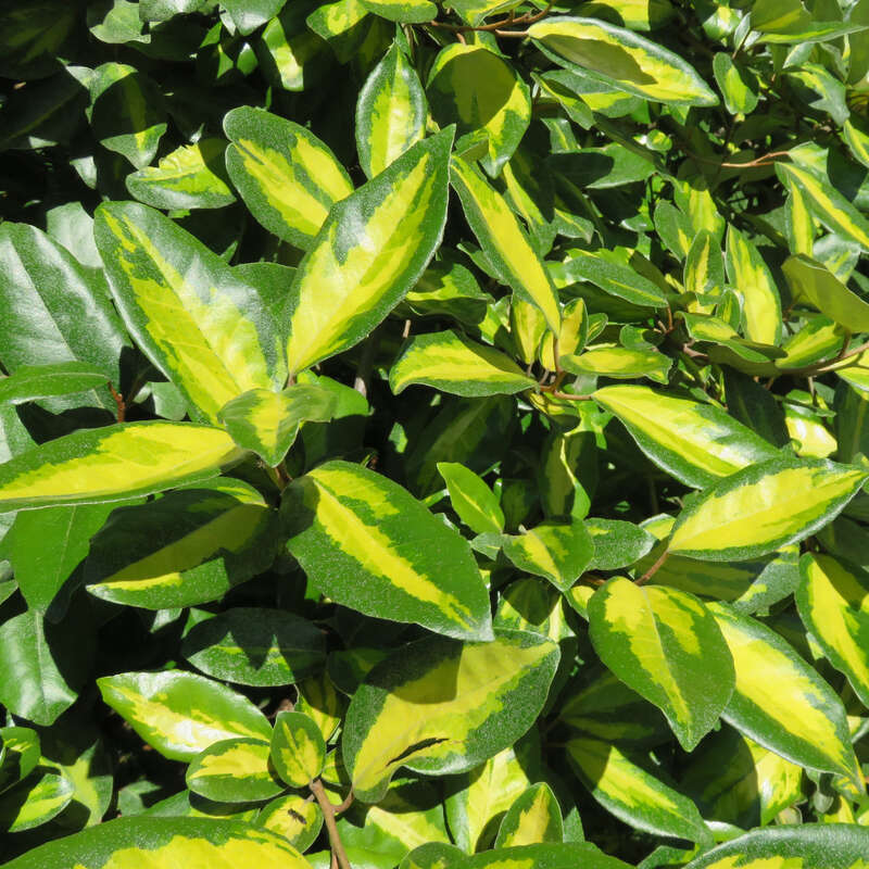 Produktbild von Elaeagnus Ebbingei 60–80 Cm – Winterhart, Immergrün, Pflegeleicht