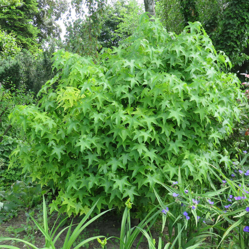 KugelAmberbaum Liquidambar styraciflua 'Gum Ball'