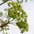 Acer 'Pacific Sunset': Bild 3/6