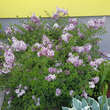 Syringa meyeri 'Palibin': Bild 6/7