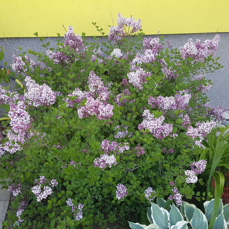 Zwergflieder Syringa meyeri 'Palibin' lila