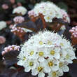 Physocarpus opulif. 'Diable d'Or': Bild 3/8