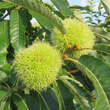 Castanea sativa 'Ecker 1': Bild 7/14