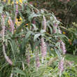 Rostrinucula dep. 'Happy Cascade': Bild 10/12