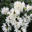Rhododendron 'Cunningham's White': Bild 2/2
