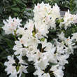 Rhododendron 'Cunningham's White': Bild 2/3