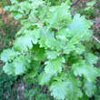 Quercus pubescens: Bild 2/8