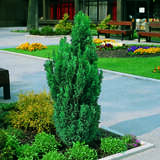 Chamaecyparis lawsoniana 'Ellwoodii' - Säulenzypresse