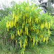 Laburnum anagyroides: Bild 5/5