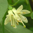 Lonicera caerulea kamt. 'Amur': Bild 2/3