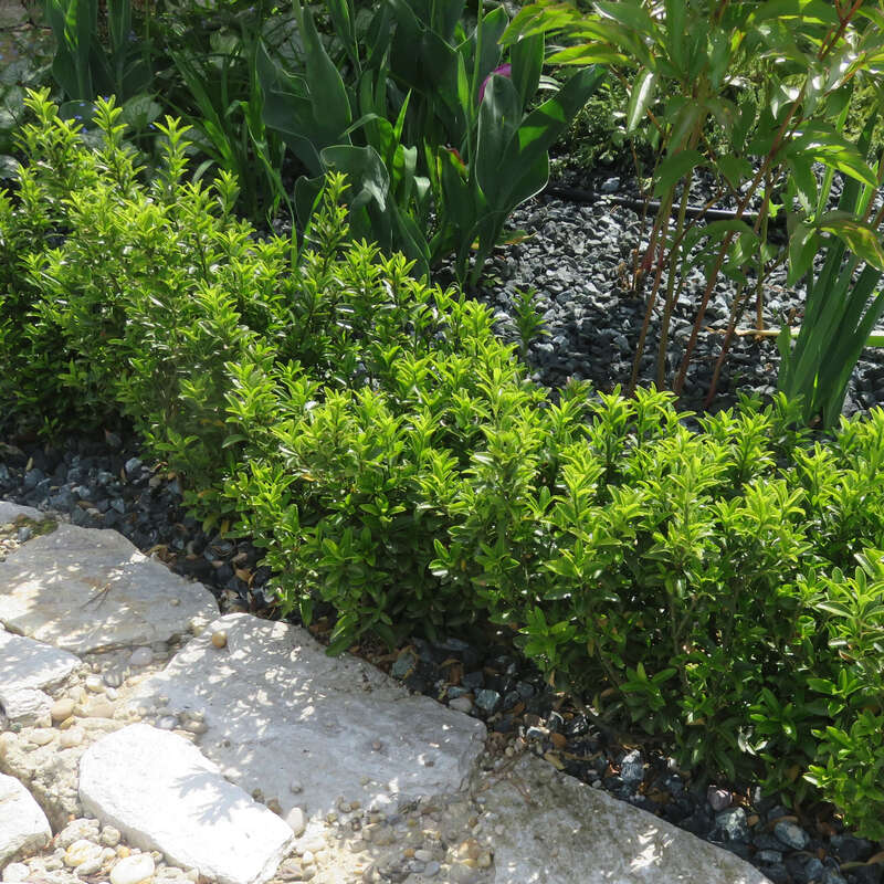 Immergruner Spindelstrauch Euonymus Japonicus Green Border