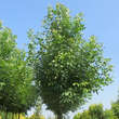 Fraxinus holotricha 'Moraine': Bild 4/4