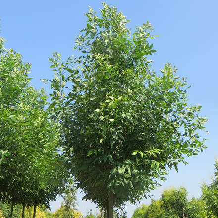 Balkanesche - Fraxinus holotricha 'Moraine' - grün