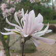 Magnolia stellata keiskei: Bild 7/9
