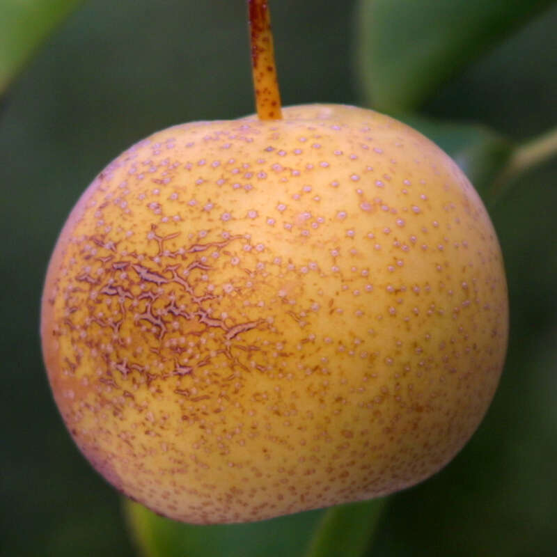 Nashi Birne Pyrus Pyrifolia Shinseiki Weiss