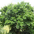 Morus nigra: Bild 4/5