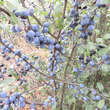 Prunus spinosa: Bild 6/7