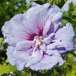 Hibiscus syr. 'Blue Chiffon': Bild 2/2