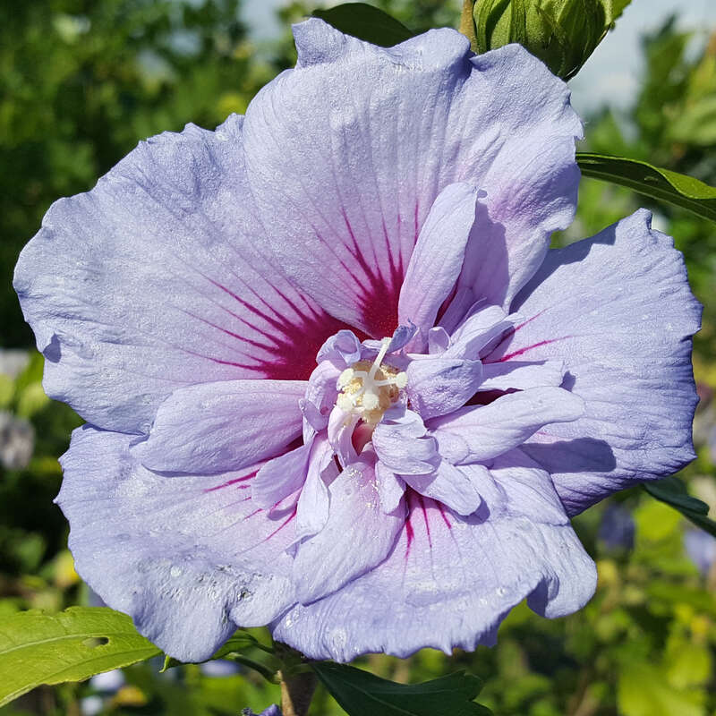Eibisch Hibiscus Syriacus Blue Chiffon Blau