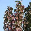 Prunus 'Collingwood Ingram': Bild 6/10