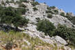 Quercus ilex: Bild 5/7