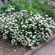 Spiraea betulifolia 'Tor': Bild 3/4