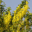 Laburnum watereri 'Vossii': Bild 3/6
