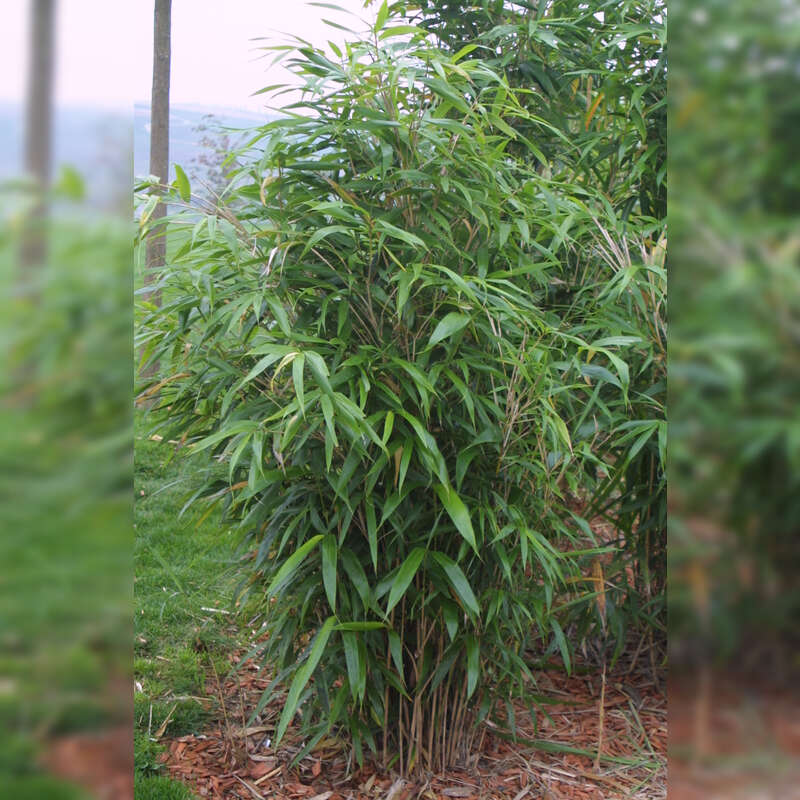Pfeilbambus - Pseudosasa japonica - grn