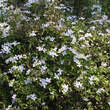Clematis montana wilsonii: Bild 3/3