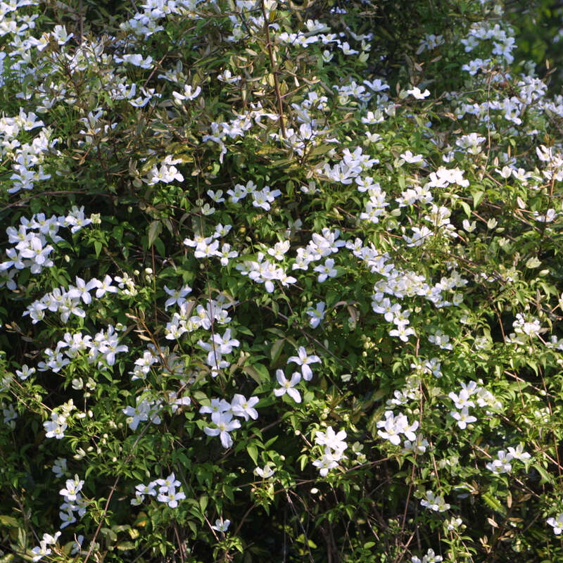 Bergwaldrebe Clematis Montana Wilsonii Weiss