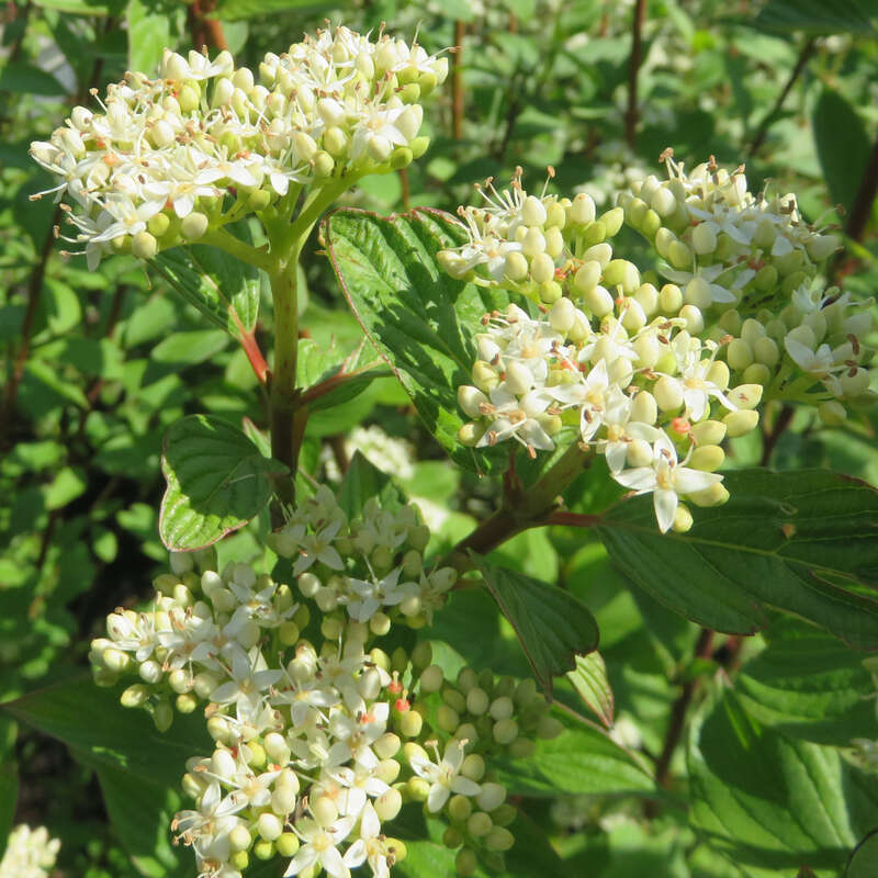 Weißer Hartriegel Cornus alba weiß