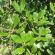 Quercus phillyreoides: Bild 2/4