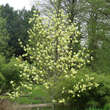 Magnolia 'Elizabeth': Bild 7/7