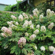 Hydrangea quercifolia: Bild 4/4