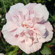 Hibiscus syr. 'Pink Chiffon': Bild 3/3