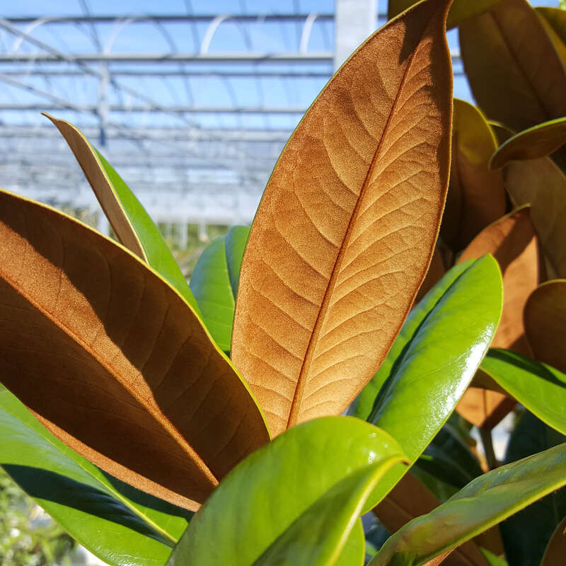Immergrüne Magnolie Magnolia grandiflora 'Ferruginea' weiß