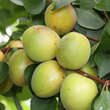 Prunus armeniaca 'Schafbergmarille': Bild 3/3