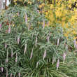 Rostrinucula dep. 'Happy Cascade': Bild 8/12