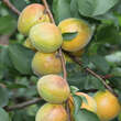 Prunus arm. 'Aprikose von Breda': Bild 2/3