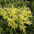 Deutza gracilis 'Aurea': Bild 2/2